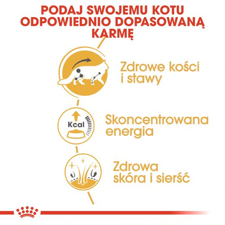 Royal Canin FBN Maine Coon Adult 48x85g Karma Mokra W Sosie Dla Kotów Dorosłych Rasy Maine Coon