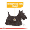 Royal Canin CCN Dermacomfort 85g Karma Mokra Pasztet Dla Psów Dorosłych O Wrażliwej Skórze Skłonnej Do Podrażnień