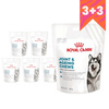 Royal Canin Supplements Dog Joint & Ageing 6x240g Suplementy Dla Psów Dorosłych W Postaci Przysmaków Wspierające Prawidłowe Funkcjonowanie Stawów 3+3 GRATIS