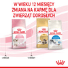 Royal Canin Fhn Kitten 10kg Karma Sucha Dla Kociąt +24x85g Mokra Karma w Sosie