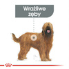 Royal Canin CCN Maxi Dental Care 9kg Karma Sucha Dla Psów Dorosłych Ras Dużych Redukująca Powstawanie Kamienia Nazębnego