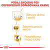 Royal Canin BHN Golden Retriever Adult 12kg Karma Sucha Dla Psów Dorosłych Rasy Golden Retriever