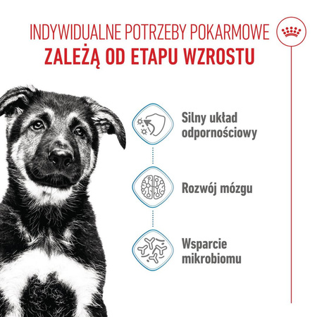 Royal Canin Maxi Puppy 15kg Karma Sucha Dla Szczeniąt Od 2 Do 15 Miesiąca Życia Ras Dużych