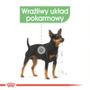 Royal Canin CCN Mini Digestive Care 8kg Karma Sucha Dla Psów Dorosłych Ras Małych O Wrażliwym Przewodzie Pokarmowym