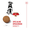 Royal Canin Maxi Puppy 15kg Karma Sucha Dla Szczeniąt Od 2 Do 15 Miesiąca Życia Ras Dużych