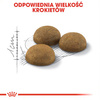 Royal Canin Indoor Long Hair 10kg Karma Sucha Dla Kotów Dorosłych Długowłosych Przebywających Wyłącznie W Domu