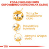Royal Canin FBN Siamese Adult 2kg Karma Sucha Dla Kotów Dorosłych Rasy Syjamskiej