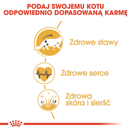 Royal Canin FBN Maine Coon Adult 10kg Karma Sucha Dla Kotów Dorosłych Rasy Maine Coon