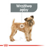 Royal Canin CCN Mini Dental Care 3kg Karma Sucha Dla Psów Dorosłych Ras Małych Redukująca Powstawanie Kamienia Nazębnego