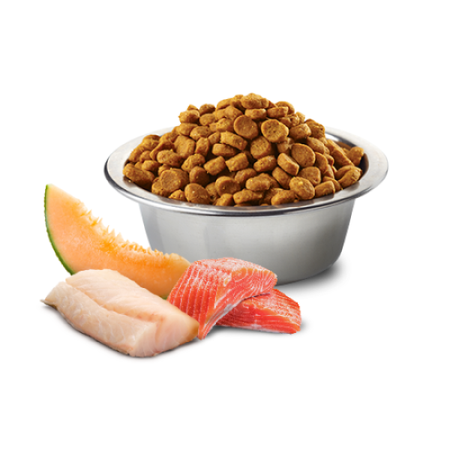 Farmina N&D Dog Ocean Adult Mini 800g Sucha Karma Dla Dorosłych Psów Małych Ras Z Łososiem Dorszem I Melonem