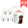 Royal Canin Supplements Dog Immunity & Digest Puppy 6x100g Suplementy W Postaci Przysmaków Wspierające Prawidłowe Trawienie I Odporność Szczeniąt 3+3 GRATIS