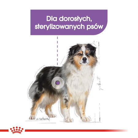 Royal Canin CCN Medium Sterilised 12kg Karma Sucha Dla Psów Dorosłych Ras Średnich Sterylizowanych