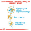 Royal Canin BHN Cavalier King Charles Spaniel Puppy 1,5kg Karma Sucha Dla Szczeniąt Do 10 Miesiąca Rasy Cavalier King Charles Spaniel