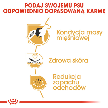 Royal Canin BHN French Bulldog Adult 1,5kg Karma Sucha Dla Psów Dorosłych Rasy Bulldog Francuski