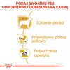 Royal Canin BHN Chihuahua Adult 24x85g Karma Mokra Pasztet Dla Psów Dorosłych Rasy Chihuahua