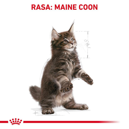 Royal Canin FBN Maine Coon Kitten 4kg Karma Sucha Dla Kociąt Do 15 Miesiąca Rasy Maine Coon