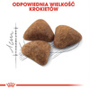 Royal Canin Indoor 10kg + 12x85g Sucha i Mokra Karma Dla Niewychodzących Dorosłych Kotów