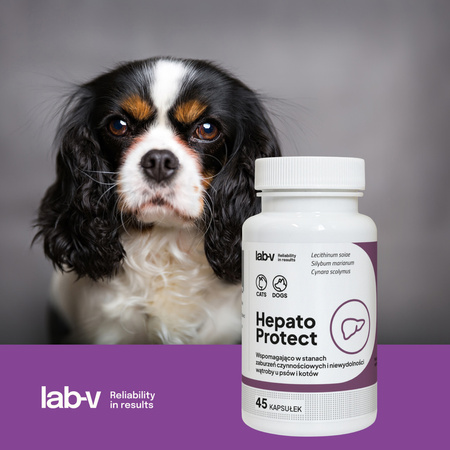 LAB-V Hepato Protect Suplement Dla Psów i Kotów 45 Kapsułek Wspomaganie Funkcji Wątroby