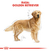 Royal Canin Breed Health Nutrition Adult Golden Retriever 2x12kg Sucha Karma Dla Psów