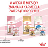 Royal Canin FHN Kitten Sterilised W Galaretce 12x85g Karma Mokra Dla Kociąt Sterylizowanych Do 12 Miesiąca Życia