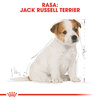 Royal Canin Puppy Jack Russell Terrier Sucha Karma Dla Szczeniąt 3kg + Mokra W Sosie 12x85g