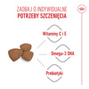 Royal Canin Mini Puppy 8kg Karma Sucha Dla Szczeniąt Od 2 Do 10 Miesiąca Życia, Ras Małych