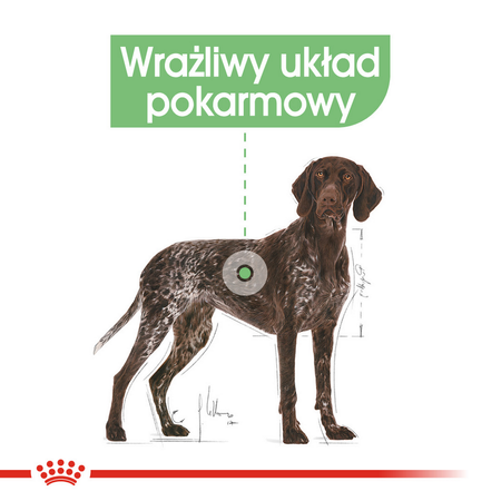 Royal Canin CCN Maxi Digestive Care 12kg Karma Sucha Dla Psów Ras Dużych O Wrażliwym Przewodzie Pokarmowym