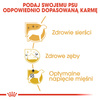 Royal Canin BHN Poodle Adult 1,5kg Karma Sucha Dla Psów Dorosłych Rasy Pudel Miniaturowy