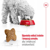 Royal Canin Mini Adult 8kg Karma Sucha Dla Psów Dorosłych Ras Małych