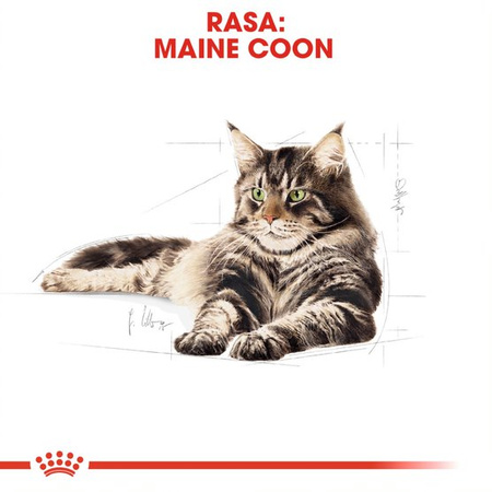 Royal Canin FBN Maine Coon Adult 24x85g Karma Mokra W Sosie Dla Kotów Dorosłych Rasy Maine Coon
