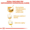 Royal Canin BHN Jack Russell Terrier Adult 7,5kg Karma Sucha Dla Psów Dorosłych Rasy Jack Russell Terrier