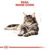 Royal Canin FBN Maine Coon Adult 24x85g Karma Mokra W Sosie Dla Kotów Dorosłych Rasy Maine Coon