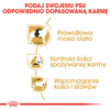 Royal Canin BHN Beagle Adult 12kg Karma Sucha Dla Psów Dorosłych Rasy Beagle