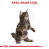 Royal Canin FBN Maine Coon Kitten 4kg Karma Sucha Dla Kociąt Do 15 Miesiąca Rasy Maine Coon