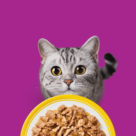 Whiskas Adult Drobiowa Uczta 120x85g Mokra Karma Dla Dorosłego Kota w Galaretce z Kurczakiem Kaczką Drobiem Indykiem