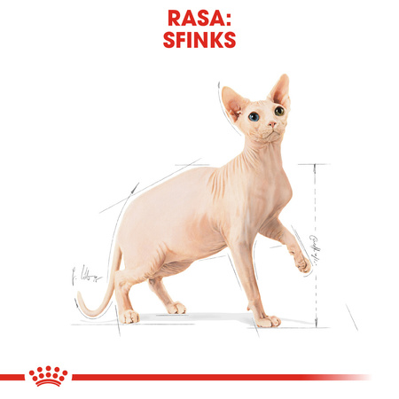 Royal Canin FBN Sphynx Adult 10kg Karma Sucha Dla Kotów Dorosłych Rasy Sfinks