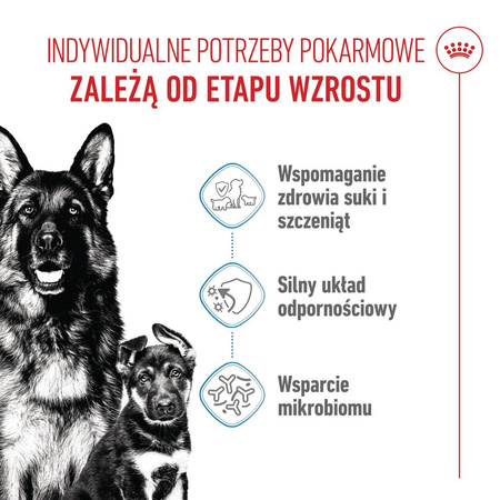 Royal Canin Maxi Starter Mother & Babydog 15kg Karma Sucha Dla Suk W Ciąży I Okresie Laktacji Oraz Szczeniąt Ras Dużych 