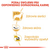 Royal Canin BHN West Highland White Terrier Adult 3kg Karma Sucha Dla Psów Dorosłych Rasy West Highland White Terrier