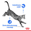 Royal Canin Indoor Sterilised w Sosie i Galaretce 24x85g Karma Mokra Dla Kotów Sterylizowanych Niewychodzących