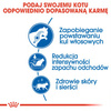 Royal Canin Indoor Long Hair 10kg Karma Sucha Dla Kotów Dorosłych Długowłosych Przebywających Wyłącznie W Domu