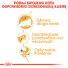 Royal Canin FBN Persian Adult 10kg Karma Sucha Dla Kotów Dorosłych Rasy Pers