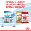 Royal Canin Shn Medium Puppy 2x4kg Karma Sucha Dla Szczeniąt Od 2 Do 12 Miesiąca Ras Średnich