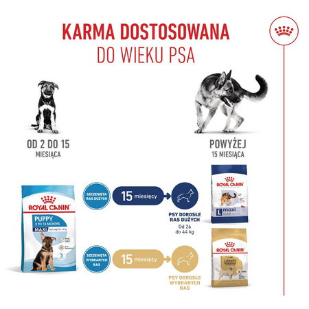 Royal Canin Maxi Puppy 15kg Karma Sucha Dla Szczeniąt Od 2 Do 15 Miesiąca Życia Ras Dużych