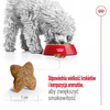 Royal Canin Adult Mini Sucha Karma Dla Psów Małych Ras 2kg