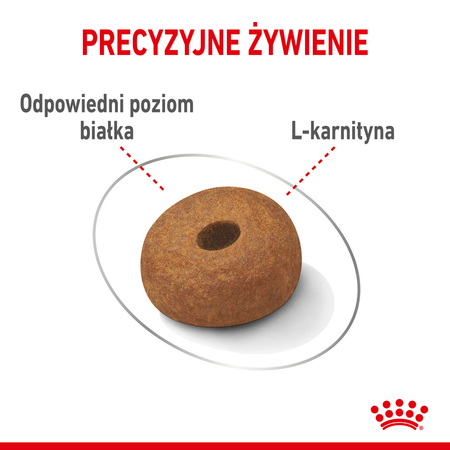 Royal Canin Maxi Light Weight Care 12kg Karma Sucha Dla Psów Dużych Ras Z Tendencją Do Nadwagi