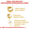 Royal Canin BHN Dachshund Adult 1,5kg Karma Sucha Dla Psów Dorosłych Rasy Jamnik