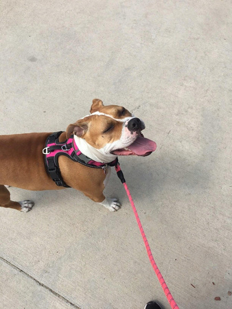 Mocna Smycz Dla Psa Dużego 3m Różowa Odblaskowa