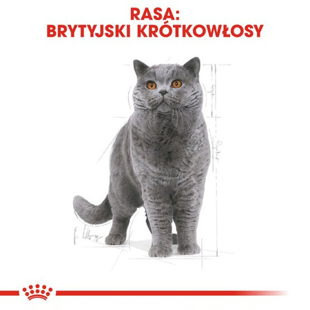 Royal Canin FBN British Shorthair Adult 24x85g Karma Mokra W Sosie Dla Kotów Dorosłych Rasy Brytyjski Krótkowłosy