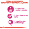 Royal Canin Exigent Protein Preference 10kg Karma Sucha Dla Kotów Dorosłych Wybrednych Kierujących Się Zawartością Białka