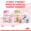 Royal Canin FHN Kitten Instinctive 6x85g Karma Mokra W Sosie i Galaretce Dla Kociąt Do 12 Miesiąca Życia